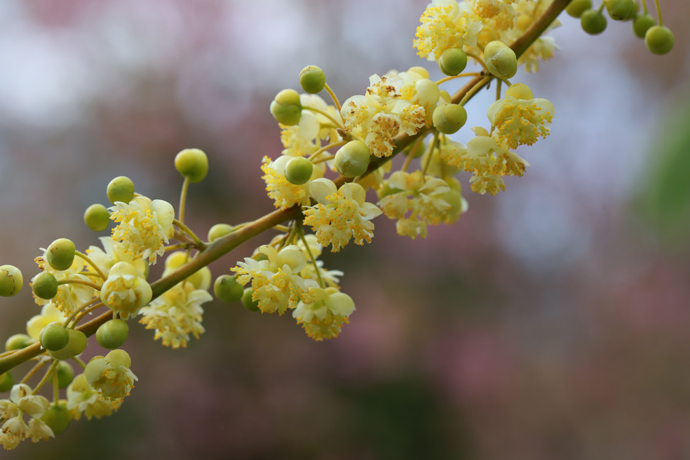 L’huile essentielle de verveine exotique (litsea cubeba)